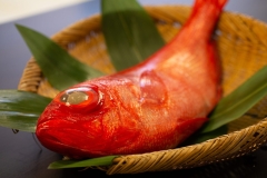 GOLDEN EYE SNAPPER