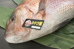 JAPANESE RED SEABREAM