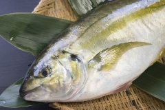 STRIPED JACK MACLEREL - SHIMAAJI